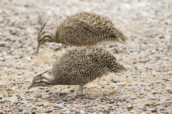 Patagonian partridges looking for seeds — Stock Photo, Image