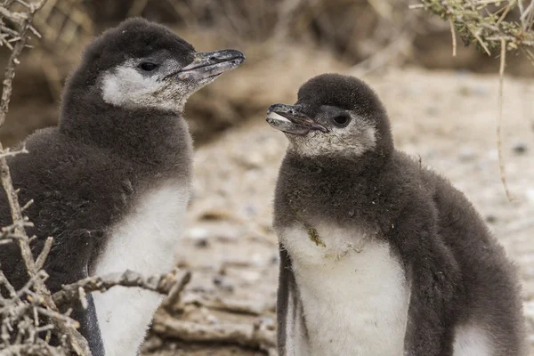 Потомки магеллановых пингвинов Лицензионные Стоковые Изображения