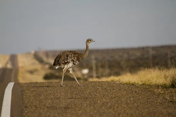 Small Lesser Rea — Stock Photo, Image