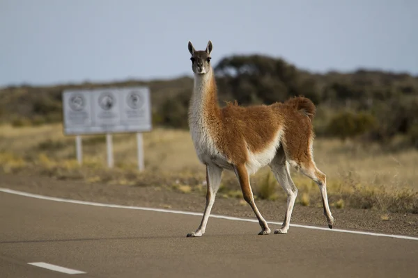 Guanaco macho — Foto de Stock