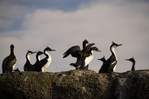 Cormorani imperiali . — Foto Stock