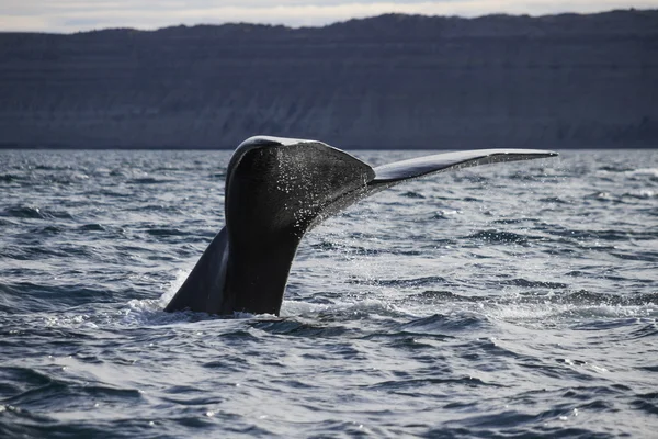 クジラの尾 — ストック写真