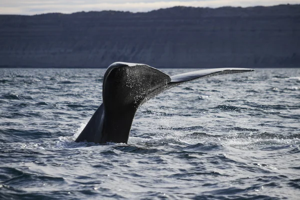 Whale Tail — Stockfoto