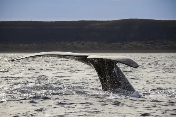 Whale Tail — Stockfoto