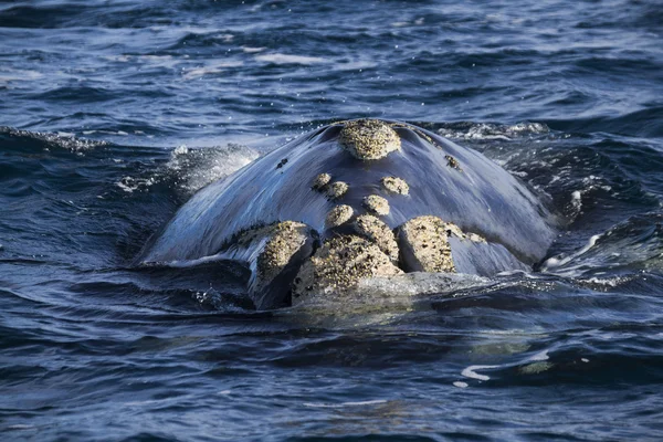 Balena che mostra la testa — Foto Stock