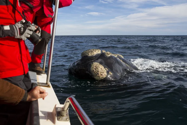 Walvis in de buurt van de boot — Stockfoto