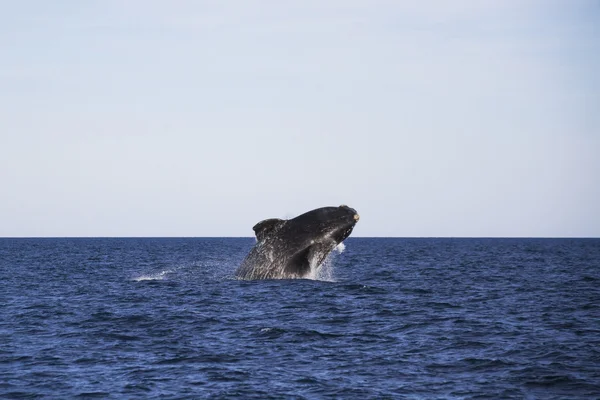 Baleine sautant hors de l'eau — Photo