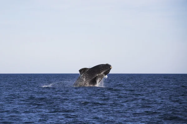 Ballena saltando fuera del agua —  Fotos de Stock