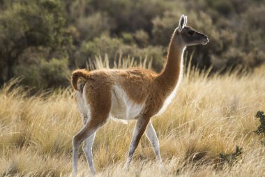 Adult Guanaco clipart