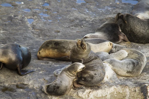 Colonia de lobos marinos en Sudamérica —  Fotos de Stock