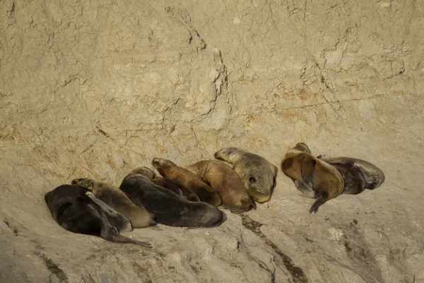 Colonie d'otaries en Amérique du Sud — Photo