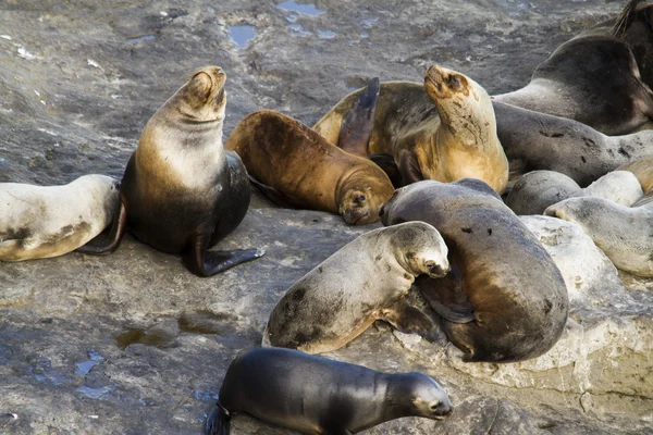 Colonia de lobos marinos en Sudamérica — Foto de Stock