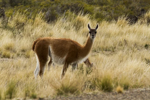 Giovane guanaco — Foto Stock