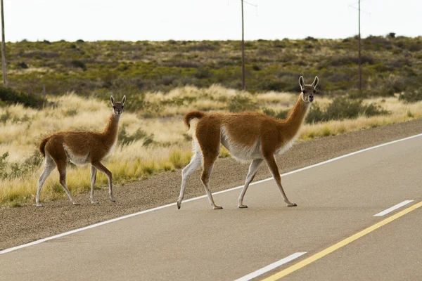 Guanaco korsar vägen — Stockfoto