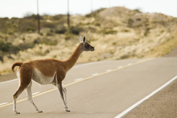 Guanaco crossing the route — Stock Photo, Image