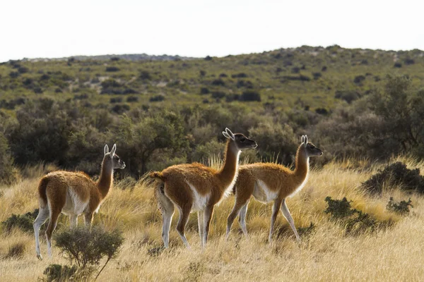 Groupe d'animaux. — Photo