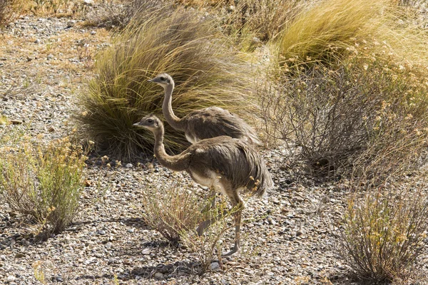 Tow young lesser rhea — Stock Photo, Image