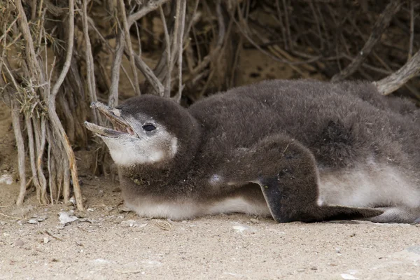 Jonge pinguïn wachten zijn vader — Stockfoto