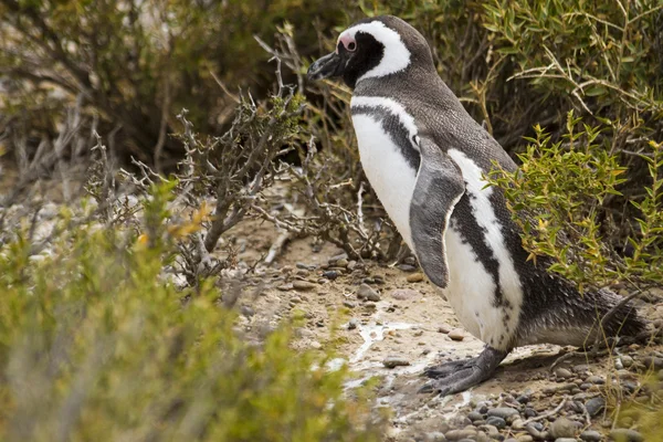 Magallanic penguin walking among the vegetation — Stock Photo, Image