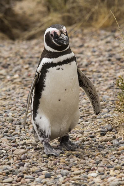 Pegnuin of Punta Tombo colony — Stock Photo, Image