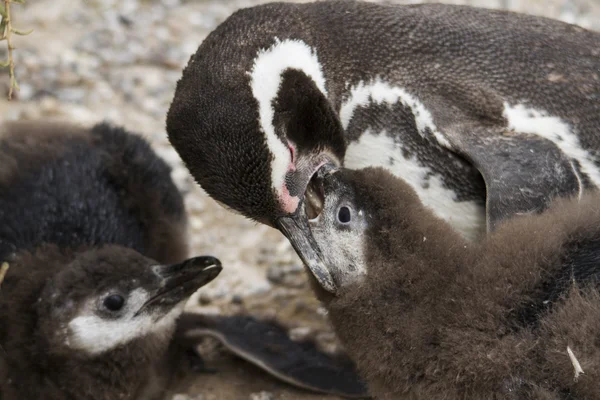 Penguin feeding offspring — Stock Photo, Image