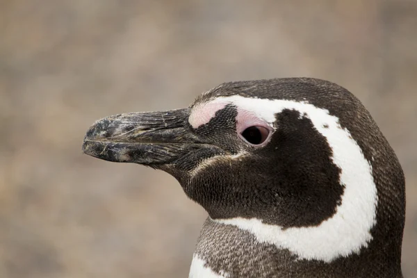 Penguin close-up — Stock Photo, Image