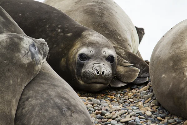 Groupe d'éléphants de mer — Photo