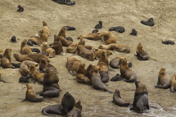 Colonia de lobos marinos —  Fotos de Stock