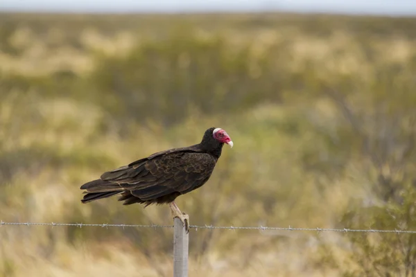Red head vulture — Stock Photo, Image