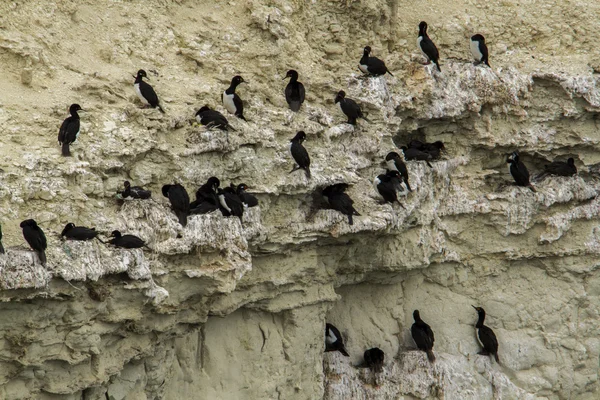 Kormoran czarny szyi — Zdjęcie stockowe