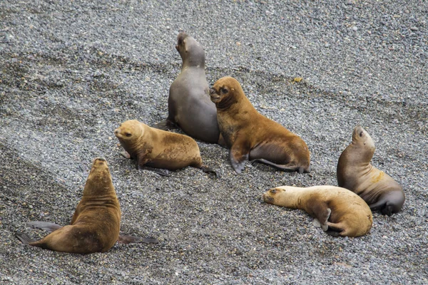 Colonia de lobos marinos — Foto de Stock