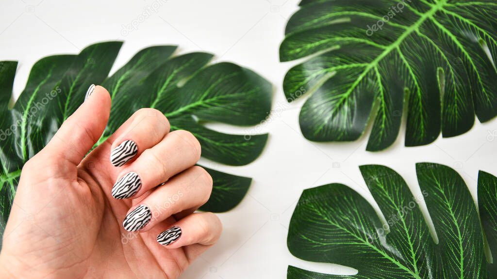 Female hand with zebra animal printed nail design. Yellow nail polish manicure. Female hand hold green leaf on grey background. Tropical background with woman's hand