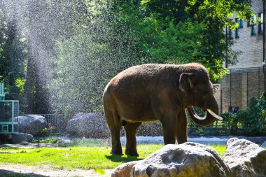 Hayvanat bahçesindeki fil. Hint filinin portresi. Asya fili, Elephas maximus