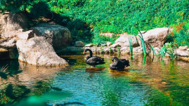 Sevgi dolu bir çift siyah kuğu gölün üzerindeki parkta yüzüyorlar. Bir çift siyah kuğu. Sıcak bir gölet, su hayvanları ve kuşlar için bir ev. Çok güzel yeşil ağaçlar, yapraklar, yeşilin farklı tonları.