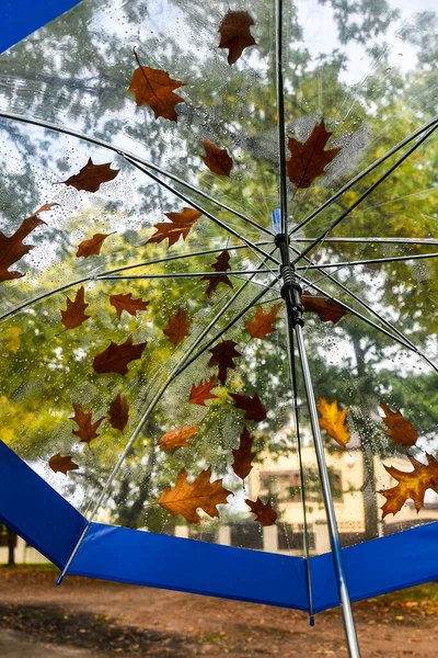 Прозора Парасолька Осіннім Листям Парку Осіння Погода Теплі Жовті Кольори — стокове фото