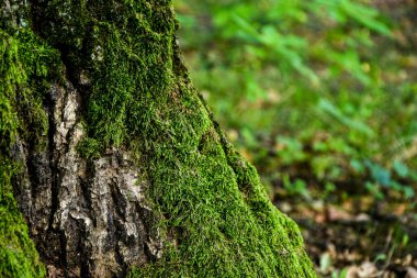 Ağaç gövdesinin altındaki ormanda yeşil yosun. Doğa geçmişi. Ekoloji. Ormanların yok edilmesi. Çevre koruma