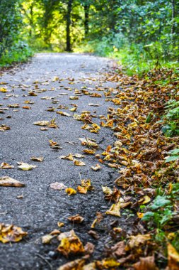 Ormanda yaprakları olan sonbahar yolu giderek azalan bir perspektife sahip. Orman mangrovu. Turuncu yapraklar