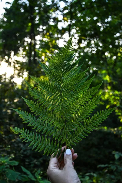 雌性手在森林中握住蕨类植物的垂直镜头 土豆泥 Naturecore 好好享受这些小事 — 图库照片