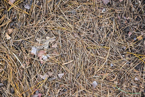 Абстрактные Изображения Листьев Природе Использования Качестве Фонового Изображения Осенние Листья — стоковое фото