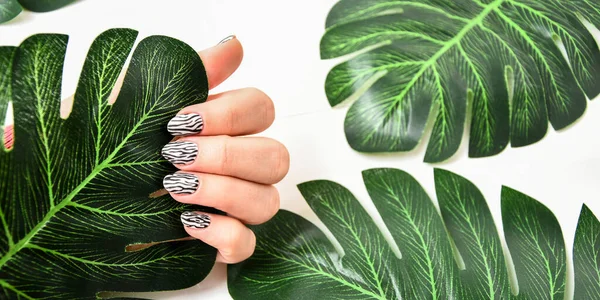 Vrouwelijke Hand Met Zebra Dier Geprinte Nagel Ontwerp Gele Nagellak — Stockfoto