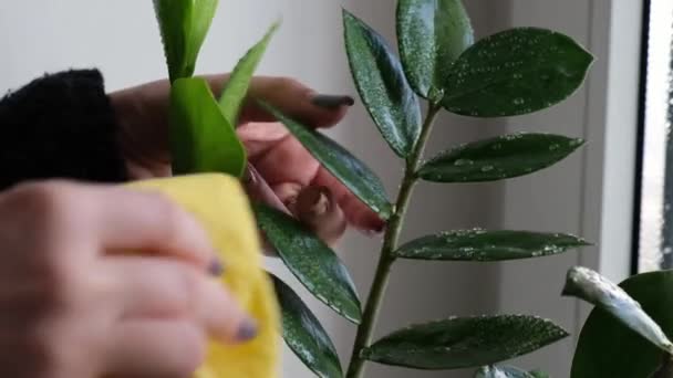 Femme prend soin des plantes dans sa maison avec les mains, époussetant les fleurs. Tir lent. Les mains femelles retirent la poussière du feuillage vert des plantes. Zamioculcas — Video