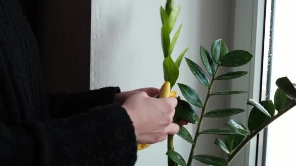 La donna si prende cura delle piante nella sua casa con le mani, spolverando i fiori. Tiro lento. Le mani femminili tolgono la polvere da fogliame verde di impianti. Zamioculosa — Video Stock