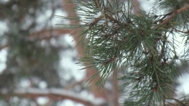 Kar, çam dalına dökülüyor. Kış bokeh 'inde iğnelerle kaplanıyor. Parktaki Noel ağaçları. Kozalaklar ve beyaz kar taneleri.
