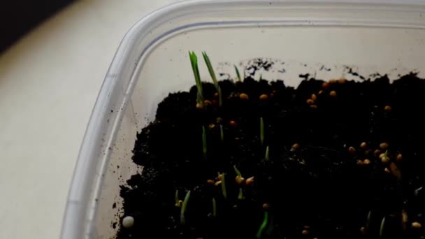 种子在家里的盆子里。早期的种子生长在家中的箱子里，放在风信子上。在阳光下生长的嫩绿幼苗 — 图库视频影像