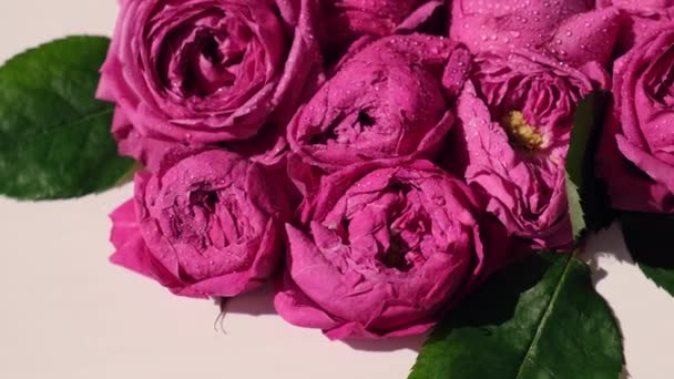Bellissimi fiori primaverili estate sole blik riflesso. Rose rosa o peonie. Natura in fiore sfondo. Concetto vacanza. — Video Stock