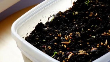 Evde saksıdaki tohumlar. Pencere kenarındaki kutularda yetişen tohumlardan ilk tohumlar. Güneşin altında yetişen taze taze yeşil fideler.