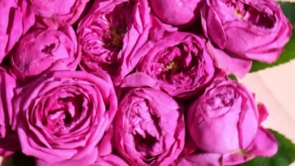 Slow motion of pink roses peonies rotating. Beautiful spring flowers. Flower background. Close up — Stock Video