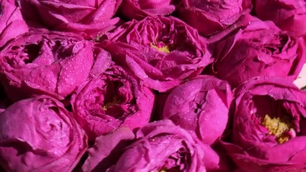 Movimiento lento de rosas rosadas peonías girando. Hermosas flores de primavera. Fondo de flores. De cerca. — Vídeo de stock