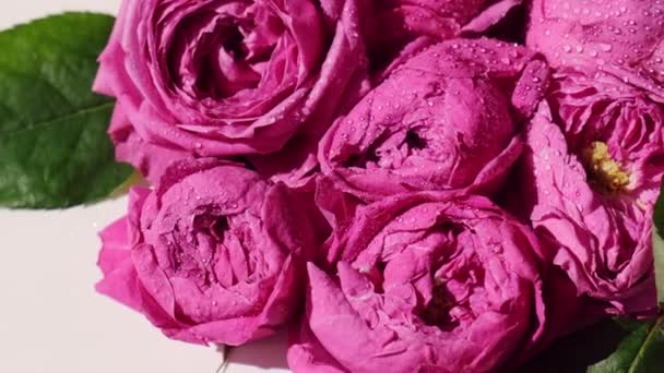 Bellissimi fiori primaverili estate sole blik riflesso. Rose rosa o peonie. Natura in fiore sfondo. Concetto vacanza. — Video Stock