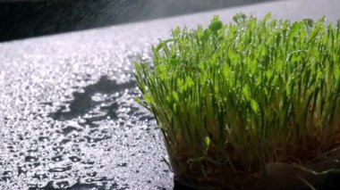 Tohum tomurcuklanmış buğday. Kökler, yemek, sağlık. Mikro yeşil lahanalar. Organik, vejetaryen sağlıklı gıda konsepti. Evde bahçe sulama tohumları. Yavaş çekim